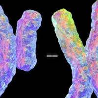 染色体18多少是男孩：解开数字背后的性别真相