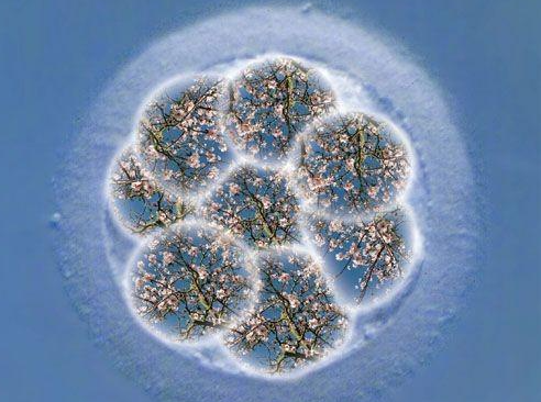什么叫鲜胚移植？试管移植试要如何正确取舍？