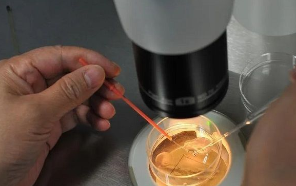 Ⅱ级胚胎表示是良好的胚胎