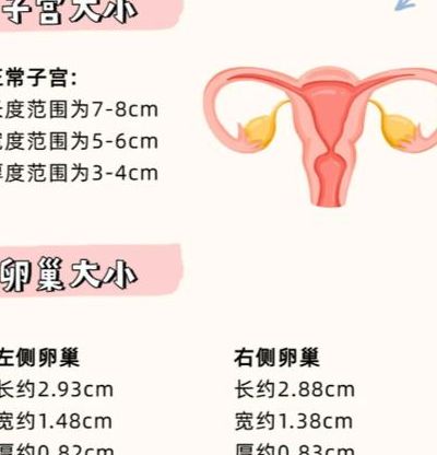 试管卵泡多大有用？2026年生殖门诊最常被问的尺寸解读