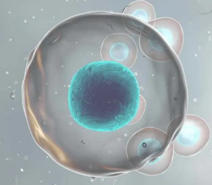 想要移植胚胎成功率高需要注意什么？
