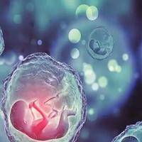 长方案鲜胚移植成功率高吗?长方案鲜胚的核心优势