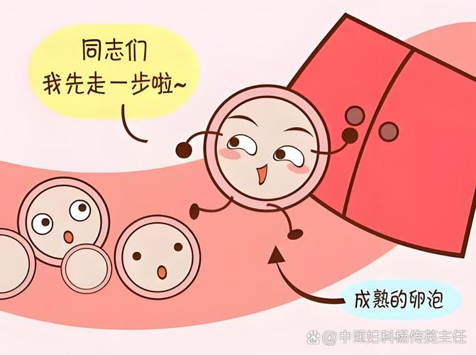 40岁还能做试管婴儿吗?自卵是限时冲刺,g卵是换道超车,差别比你想的大