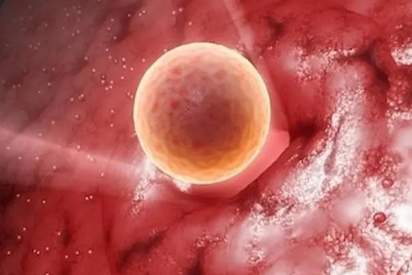胚胎具有修复能力