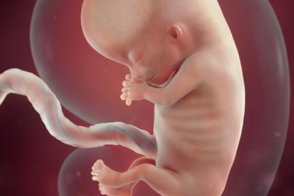 第20周胎儿的口腔开始发育
