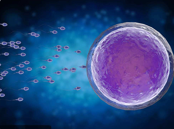 6bc囊胚是优质胚胎