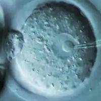 2级8细胞鲜胚移植成功率，一次讲清楚