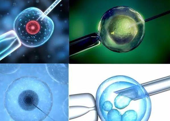 鲜胚移植都是优质胚胎吗？
