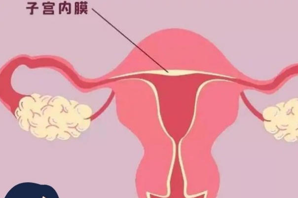 子宫内膜的厚度会影响胚胎着床