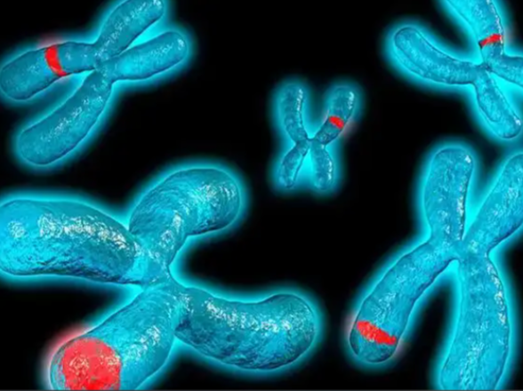 染色体易位需要做三代试管