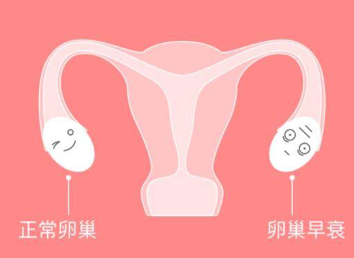 卵巢早衰试管移植影响胚胎着床吗，移植鲜胚行不行？