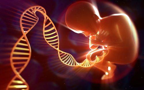 做试管婴儿应该选择鲜胚移植还是囊胚移植？