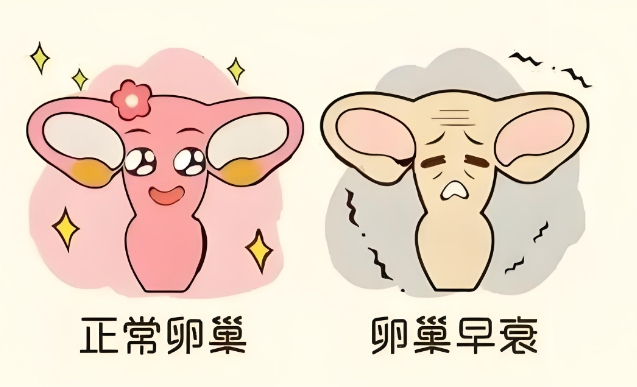 卵巢早衰还能做试管 卵巢早衰还能做试管