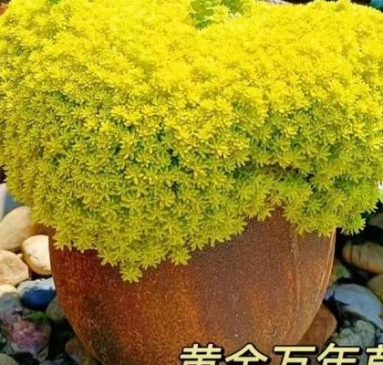黄金草的作用与功效我试了八个月，试管失败两次后想说点真心话