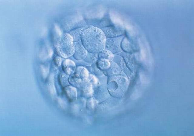 做试管婴儿助孕，胚胎移植后的日子在子宫里干什么？