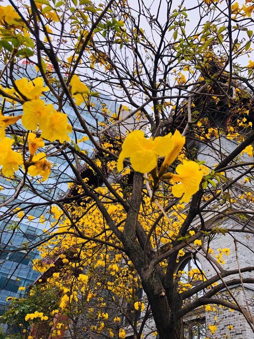 美丽头像