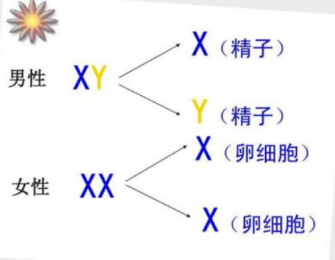是否可以选择性筛选X或Y染色体的精子来影响生殖后代性别?