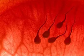 男性出现血精是什么原因，血精对试管成功率有何影响