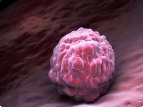 胚胎质量会影响养囊成功率