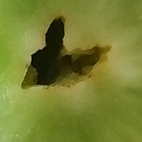 试管婴儿交流群用户头像