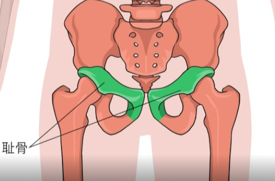耻骨是哪个部位图解，试管怀孕耻骨痛怎么办？