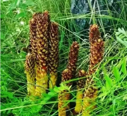 苁蓉可增强免疫力