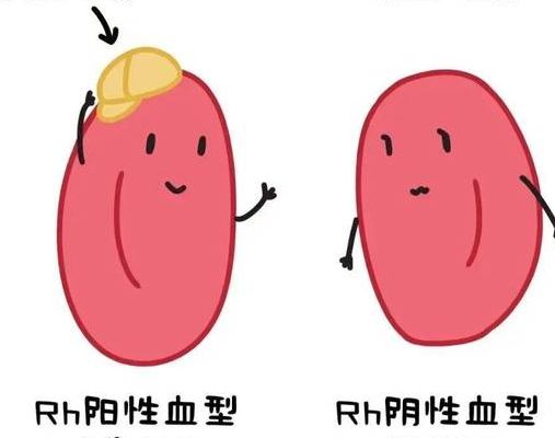 Rh阳性好还是Rh阴性好 2025年熊猫血生育政策有了新解法