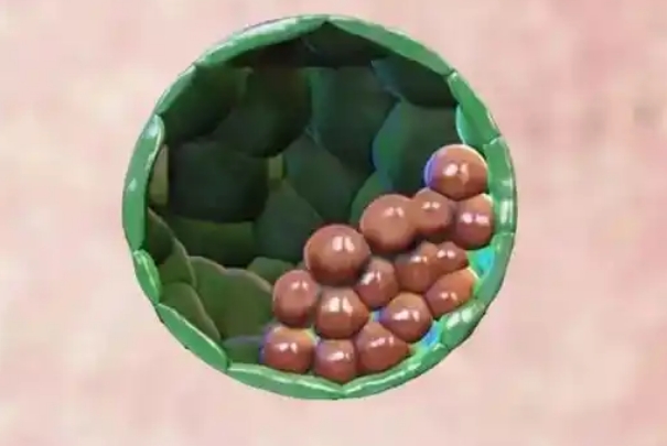 试管剩余囊胚不处理可能会有隐藏消费