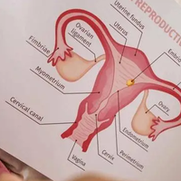 做试管备孕中amh数值的重要性并没有特定要求?