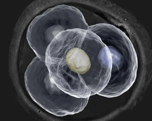 三级胚胎质量会影响nt检测