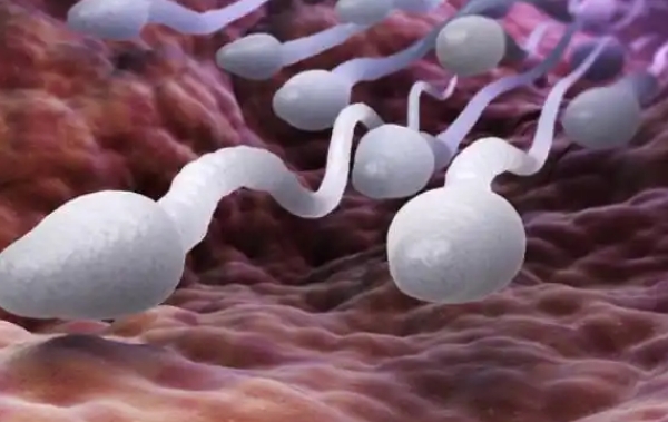 精子活力低能做人工授精 精子活力低能做人工授精