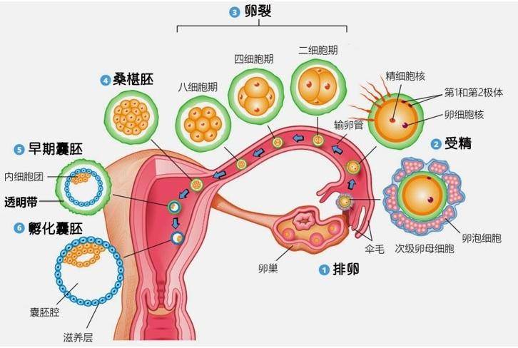 正常医学定义的受孕过程