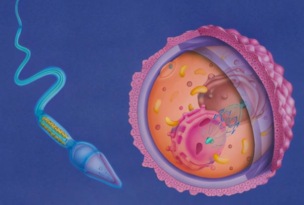 卵泡少会影响试管技术的选择