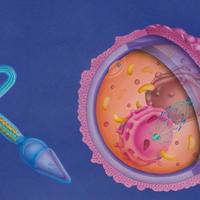 卵泡少做几代试管好，个体差异性会影响辅助技术的选择