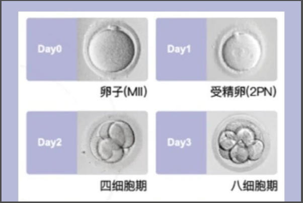 胚胎的外观会影响等级的评判
