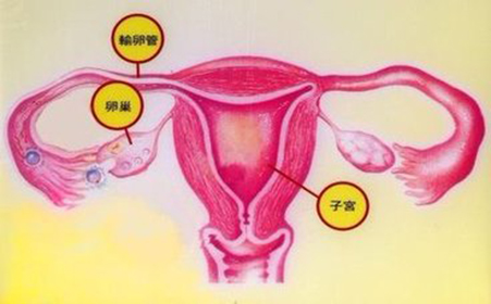 促排11天内膜厚度大概值