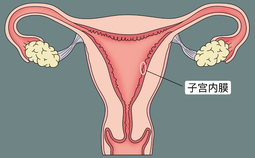 拮抗剂方案与内膜