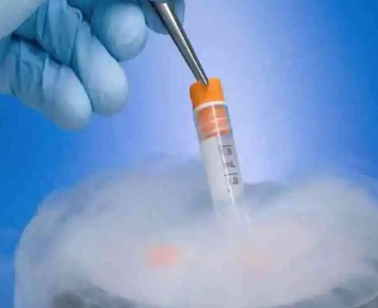 移植冻胚要先对胚胎冷冻保存