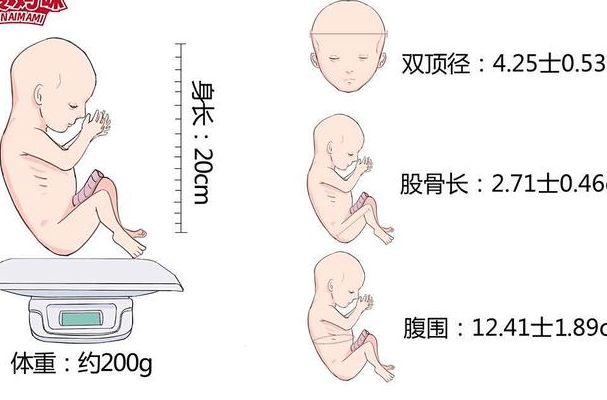 31周胎儿发育标准对照表,最该盯的不是体重而是股骨长