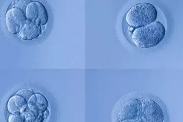 一级冻胚的移植成功概率高