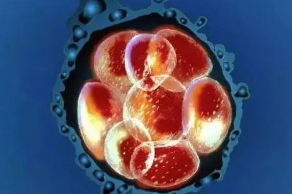 胚胎质量差阻碍囊胚的形成