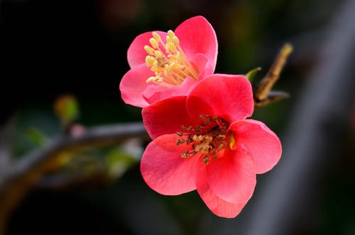 海棠花花健康备孕头像