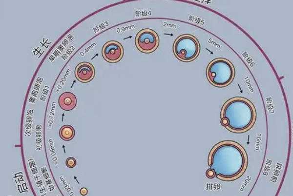 卵泡生长速度因人而异
