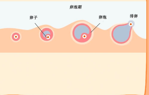 促排方案要根据个人身体情况选择