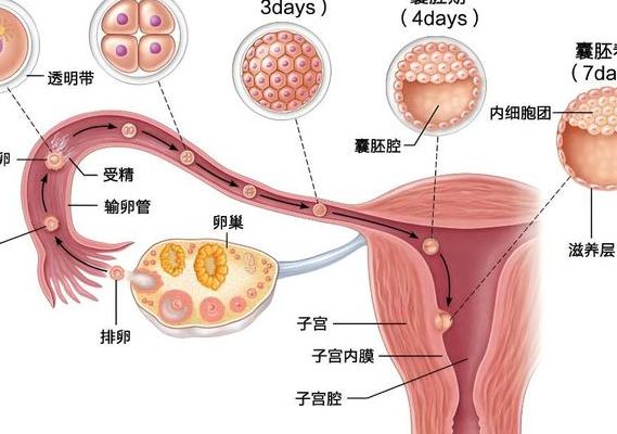 试管咨询：鲜胚移植PK冻胚移植，新鲜未必是王道