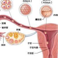 试管咨询：鲜胚移植PK冻胚移植，新鲜未必是王道