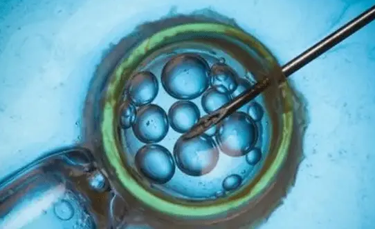 胚胎中的遗传物质有一半要来自卵子