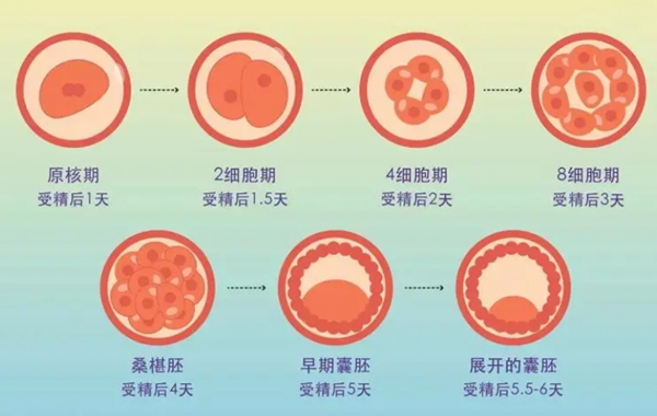 10b胚胎质量怎么样?养囊成功率是多少?