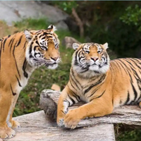 九个最准怀男孩胎梦分别是什么?