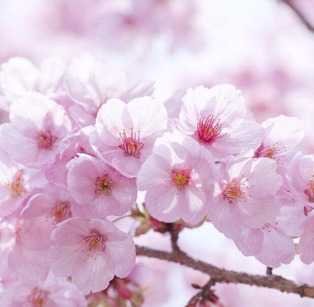 樱花之恋头像